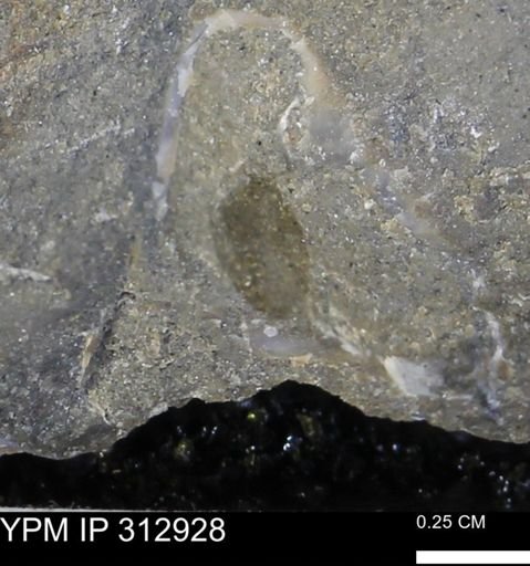 undet. Mollusca