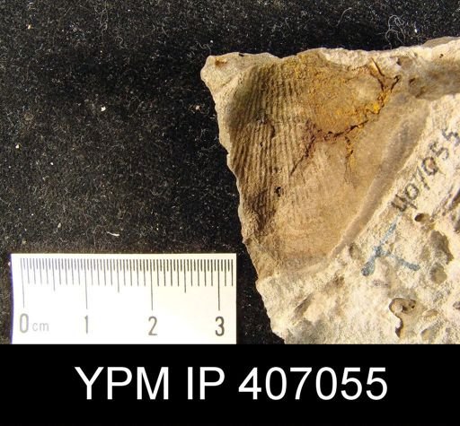 Atrypa sp.