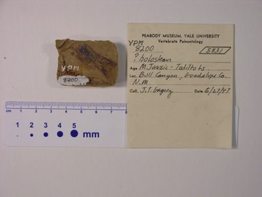 Hulettia americana