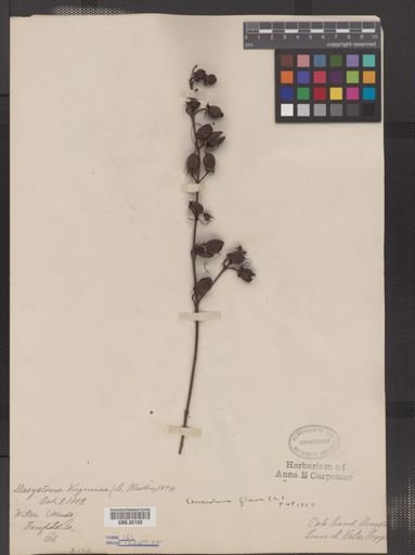 Aureolaria flava