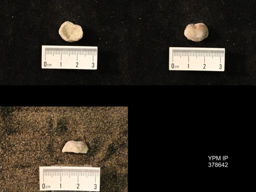 Marginifera wabashensis