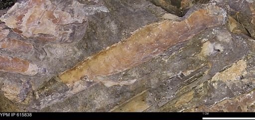 Baculites sp.