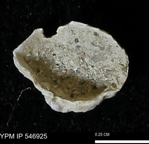 Anomia aculeata