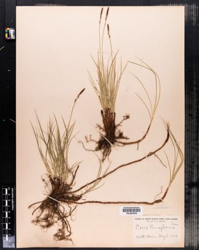 Carex pensylvanica