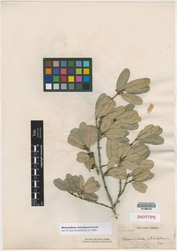 Rhamnidium reticulatum