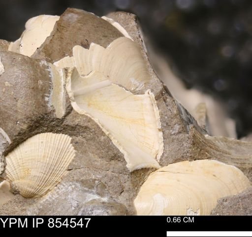 Limopsis? striatopunctatus