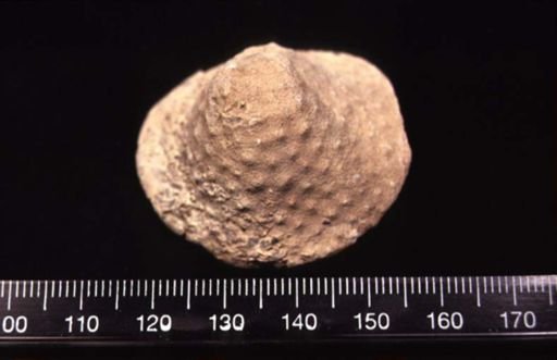 Prasopora simulatrix