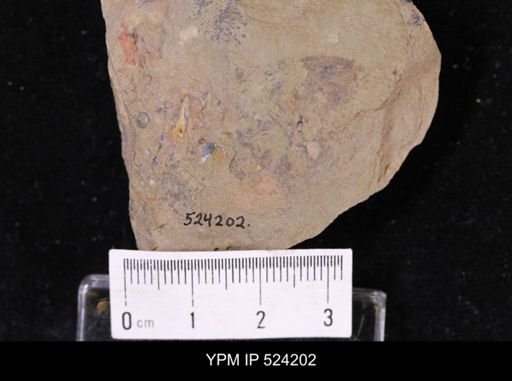 undet. Brachiopoda
