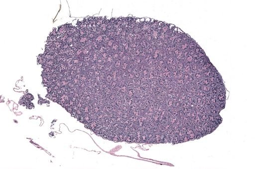 Rana clamitans