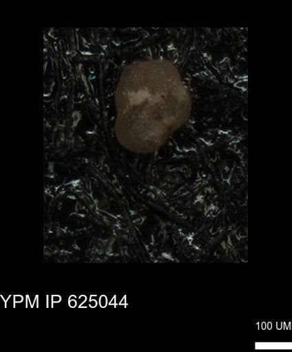 undet. Foraminiferida