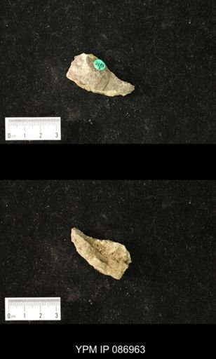 Piloceras hyatti