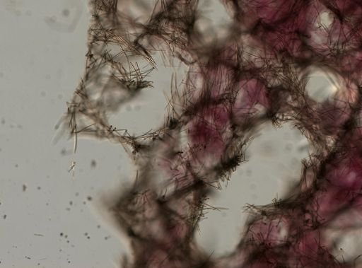 Xestospongia muta