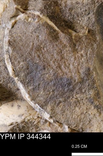 undet. Bivalvia