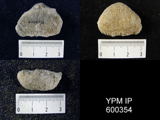 Productus costatus
