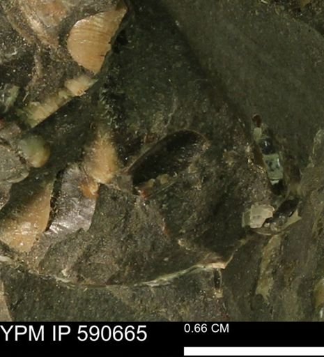 undet. Bivalvia