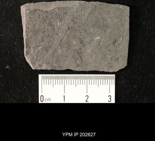 Viriatellina fuchsi
