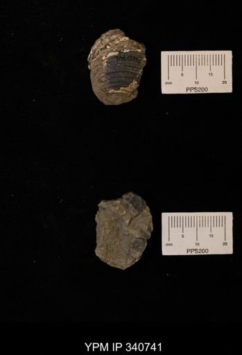 Inoceramus sp.