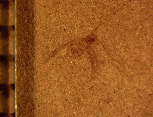 Hymenoptera?