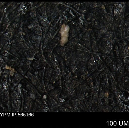 Verneuilinoides kansasensis