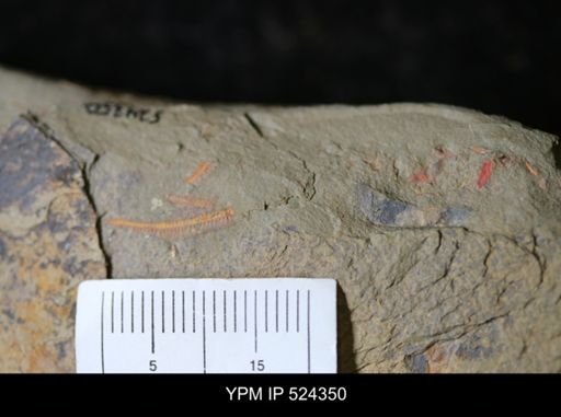 undet. Stylophora