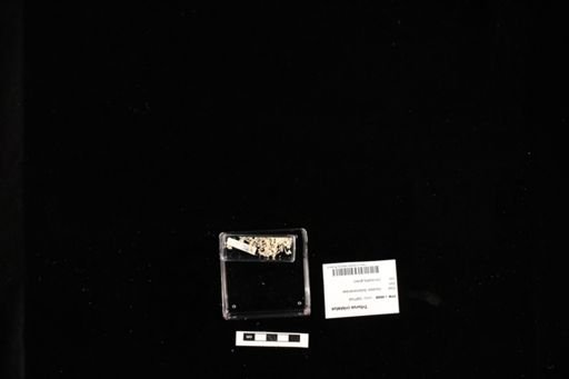Triturus cristatus