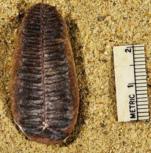Pecopteris lamurensis