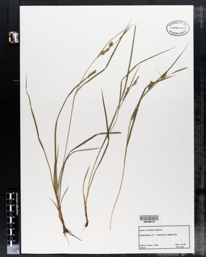 Carex conoidea