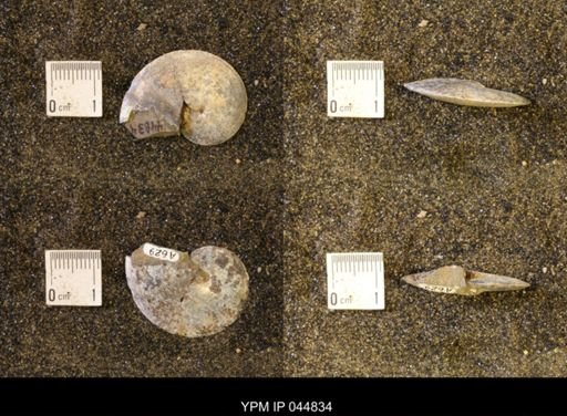 Sphenodiscus lenticularis