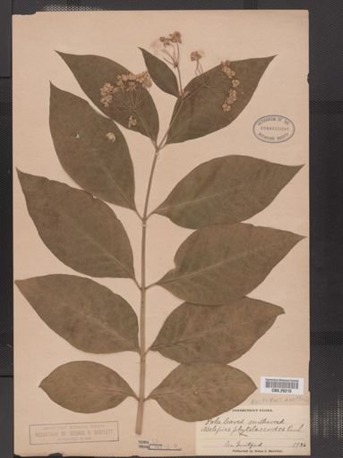 Asclepias exaltata