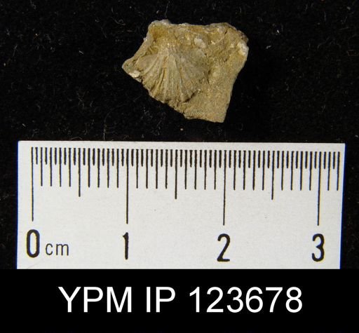 Stropheodonta patersoni