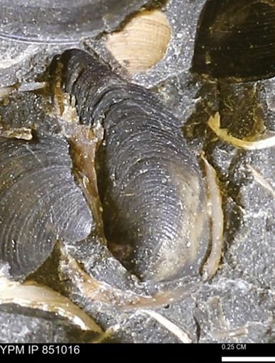 Limopsis striatopunctatus