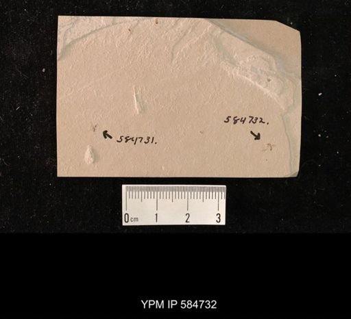 undet. Diptera