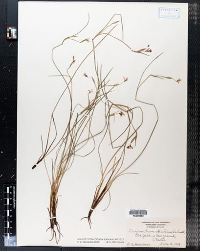 Sisyrinchium atlanticum