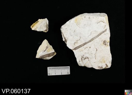 undet. Actinopterygii