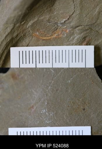 Echinodermata?
