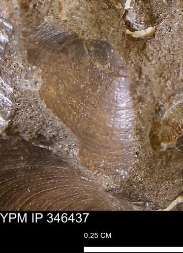 Limopsis striatopunctatus