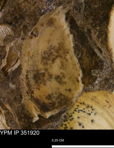 Limopsis striatopunctatus