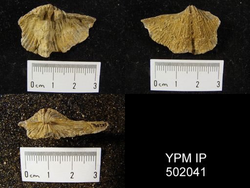 Spirifer cameratus