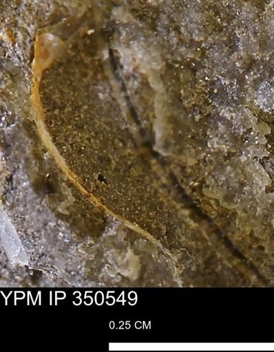 undet. Bivalvia
