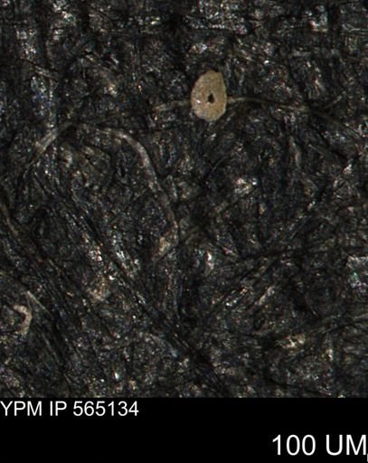 Spirolocammina sp.