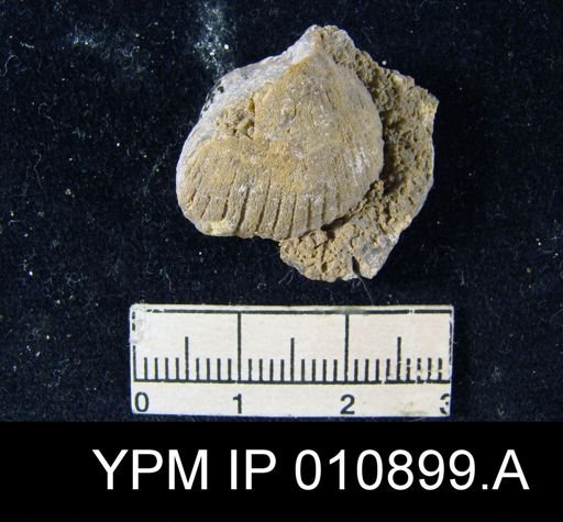 Meekella attenuata