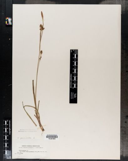 Carex panicea