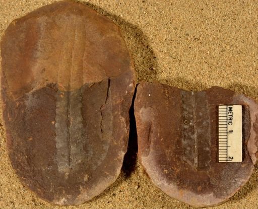 Pecopteris