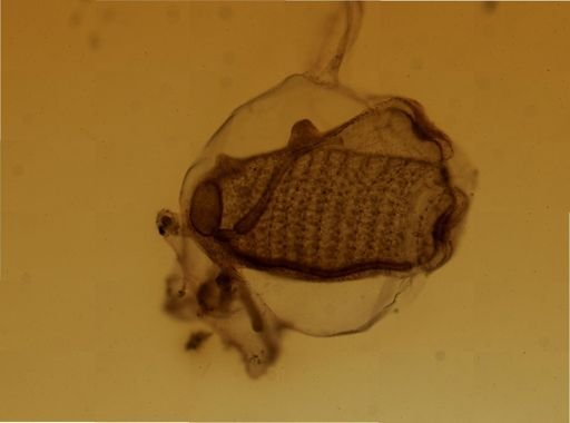 Triopsidae