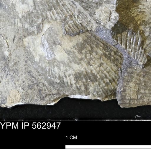 Oxytoma (Hypoxytoma) sp.