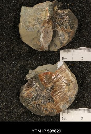 Hoploscaphites sp.