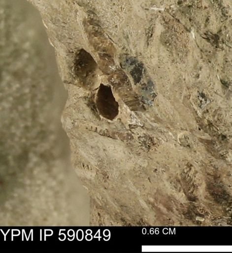 undet. Bivalvia