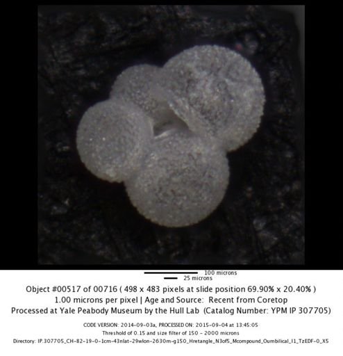 Globigerina falconensis