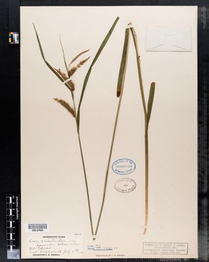 Carex crinita