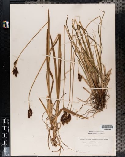 Carex